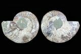 Cut & Polished Ammonite Fossil - Crystal Lined Chambers #78583-1